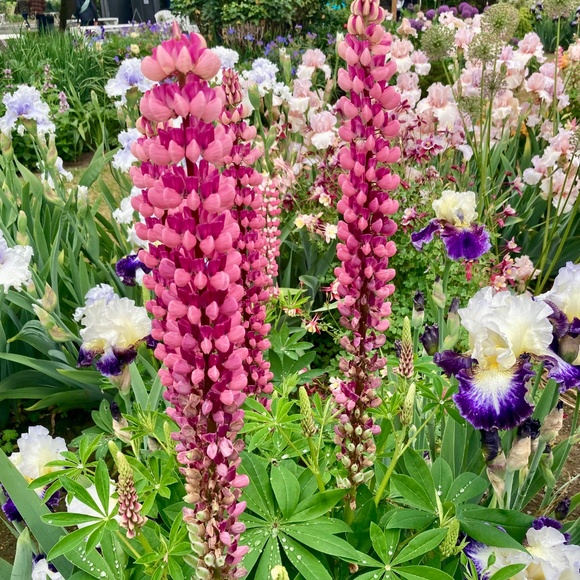 Meet your Posher, Jessie Leigh - Picture 6 of 11